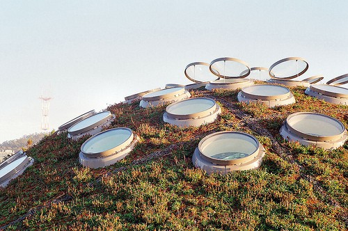 California Academy