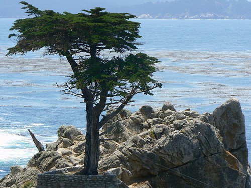 Monterey Cypress