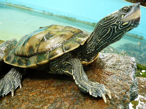 tartaruga tartaruga