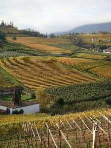 Strada del Vino Trentino