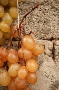 uva zibibbo