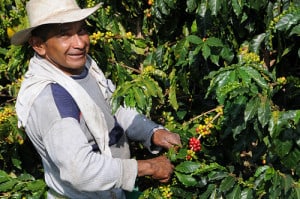 La strada del caffé