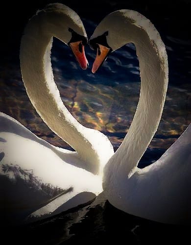 love