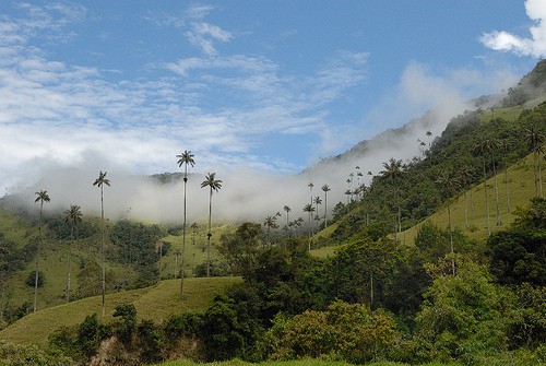 Cocora-Colombia-palma-cera