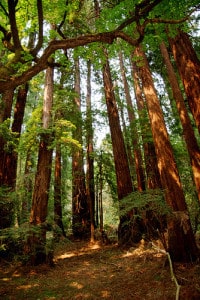 Parco sequoie giganti San Francisco