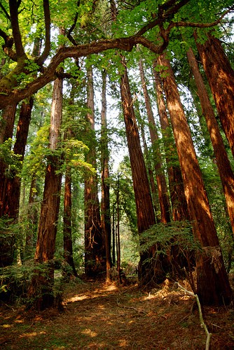Parco delle sequoie giganti Muir Woods - San Francisco 
