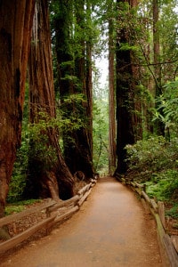 Parco sequoie giganti San Francisco