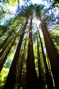 Parco sequoie giganti San Francisco