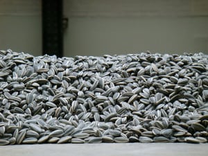 Sunflower Seeds,  l'opera d'arte di Ai Weiwei.