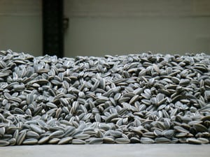 Sunflower Seeds, l'opera d'arte di Ai Weiwei.