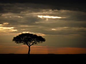 Masai Mara