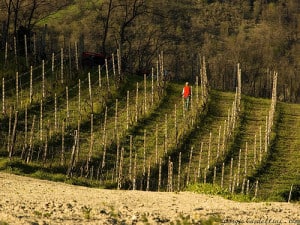 Vacanza in fattoria