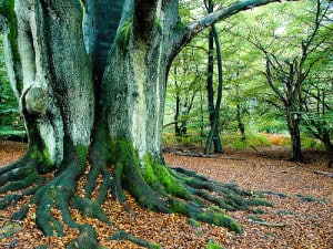 Bosco lungo la strada tedesca delle fiabe