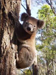 Koala