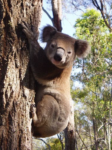 koala