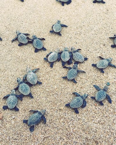 Spiaggia Mon Repos Beach Tartarughe caretta caretta
