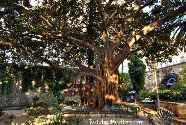Ficus Aretuseo