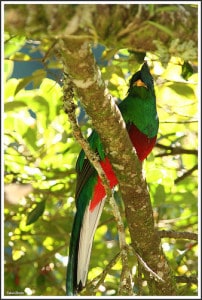 esemplare maschio di Quetzal