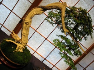Museo del Bonsai a Parabiago