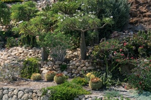 Ein Gedi Garden