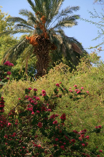 Ein Gedi Garden