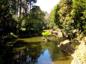 Foresta di Bussaco 