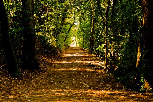 Foresta di Bussaco sentiero
