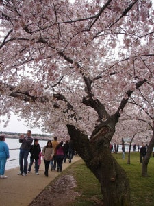 Festival della Fioritura dei ciliegi a Washington