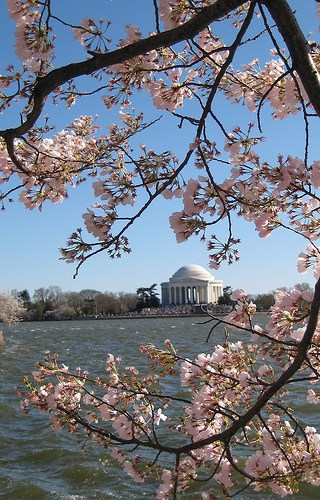 Festival della Fioritura dei ciliegi a Washington