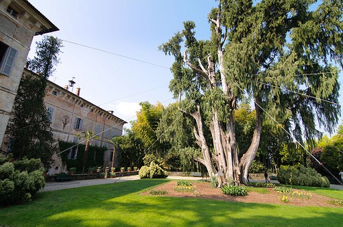 Cipresso del Kashmir - Isola Madre 