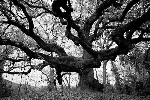 Quercia delle Streghe