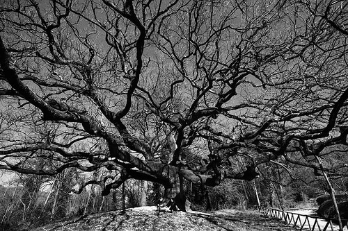 Quercia delle Streghe