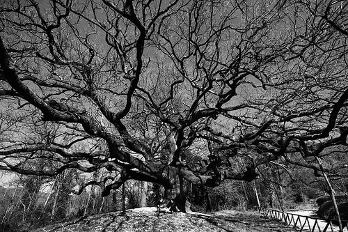 Quercia delle Streghe