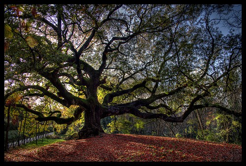 Quercia delle Streghe
