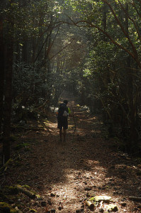 Sentiero nel bosco di Aokigahara