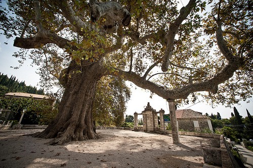 Arboretum-Trsteno-Croazia