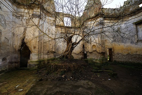 Monterano_albero-di-fico-nella-chiesa Chiesa di San Bonaventura