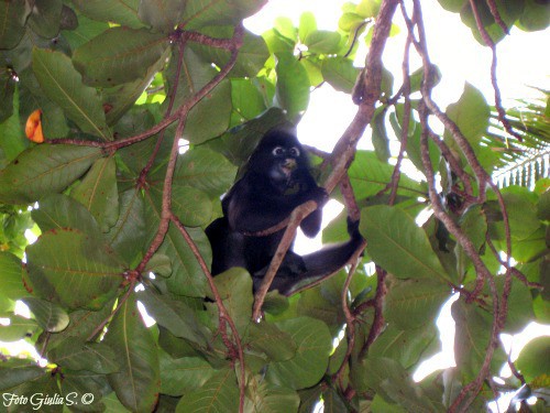 Perhentian-Island_monkey