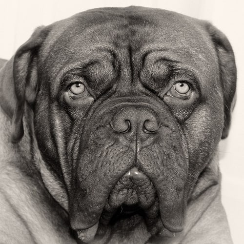 Cani a bordo di Italo Treno