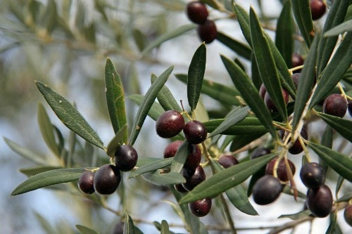 Locanda di Mirandolina olive