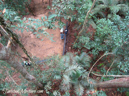 Canopy Walkway Taman Negara