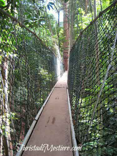 Canopy Walkway Taman Negara