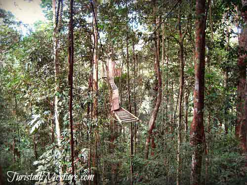 Canopy Walkway Taman Negara