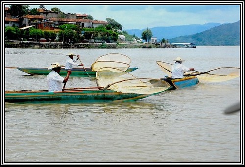 Pescatori Farfalla