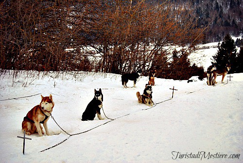 Sleddog