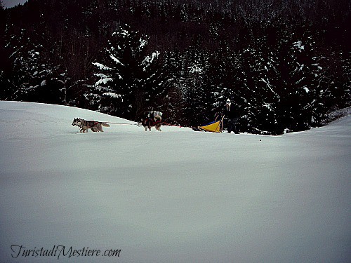 Sleddog