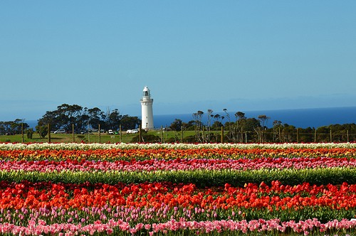Table Cape Lighthouse Tulip