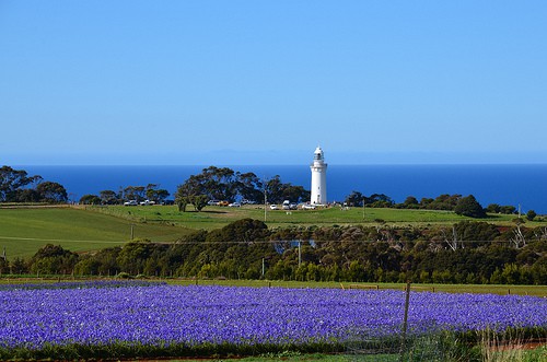 Tulipani della Tasmania