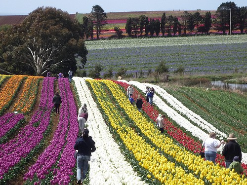 Tulipani della Tasmania