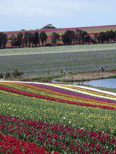 Tulipani della Tasmania